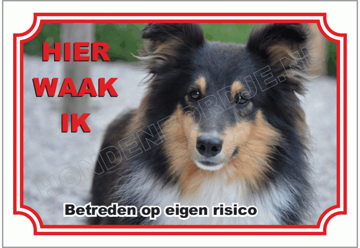 Shetland Sheepdog