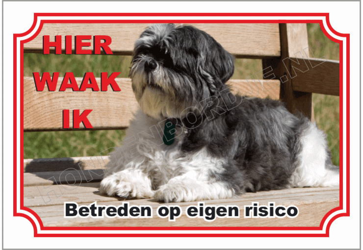 Shih Tzu