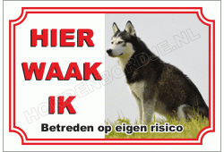 Siberian Husky