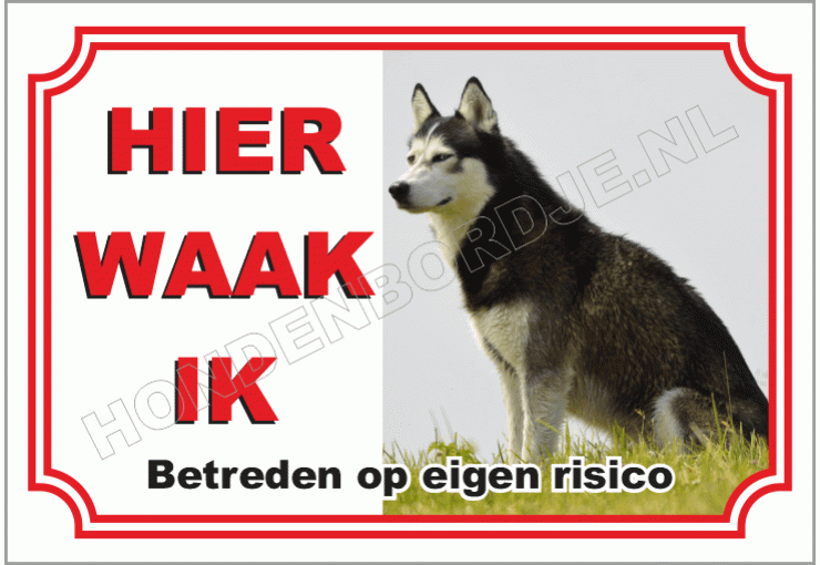 Siberian Husky