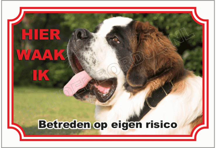 Sint Bernard, Langhaar