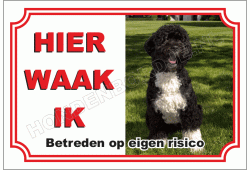 Spaanse Waterhond Zwart Wit