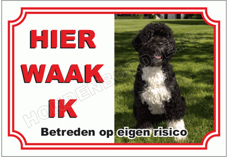 Spaanse Waterhond Zwart Wit