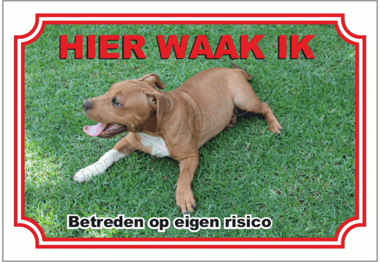 Staffordshire Bull Terrier