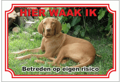 Vizsla