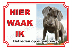 Weimaraner, Korthaar