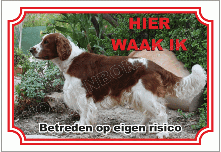 Welsh Springer Spaniel