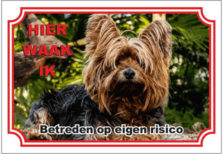 Yorkshire Terrier