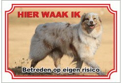 Australian shepherd blue heeler