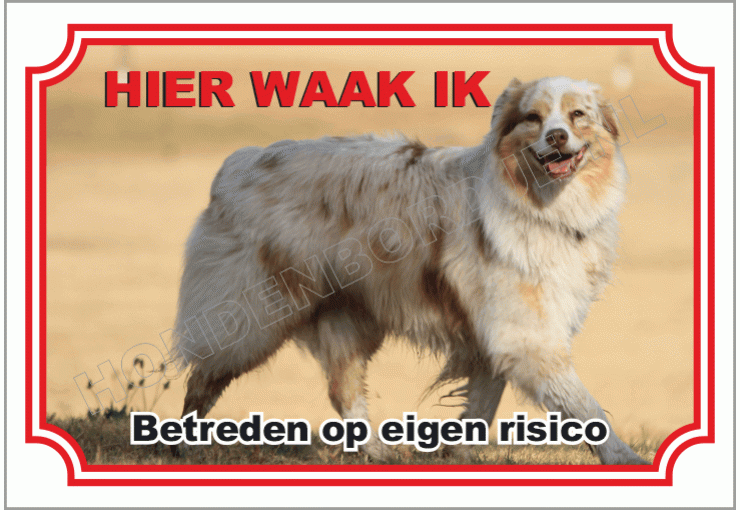 Australian shepherd blue heeler