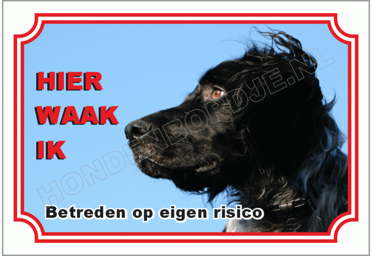 Grote munsterlander zwart