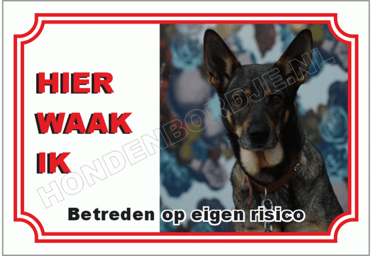 Australian Kelpie