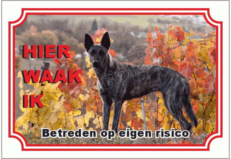 Hollandse herder korthaar