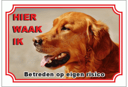 Ierse setter