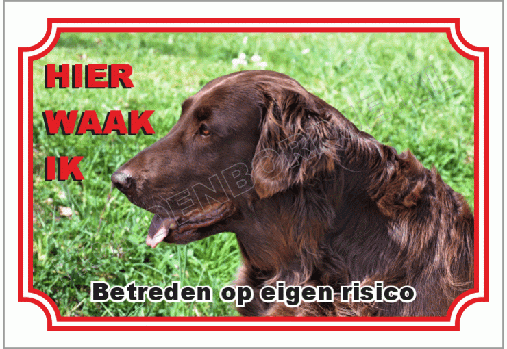 Ierse setter
