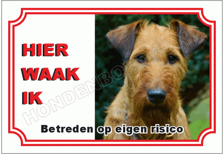 Ierse terrier