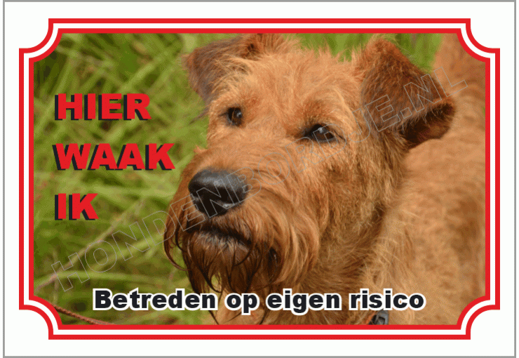 Ierse terrier