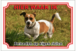 Jack russell terrier