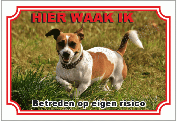 Jack russell terrier