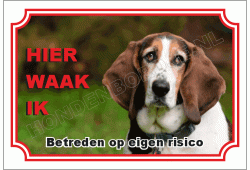 Basset Artésien Normand