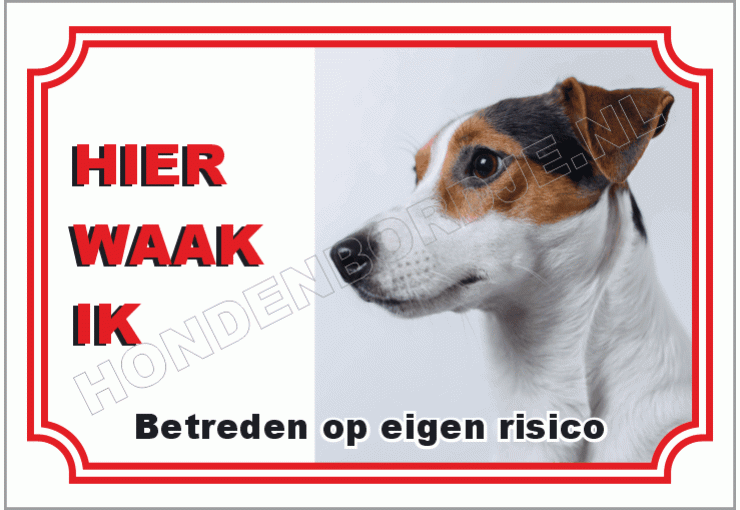 Jack russell terrier