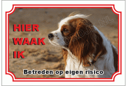 King charles charles spaniel bruin
