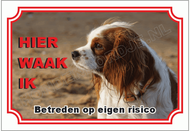 King charles charles spaniel bruin