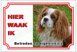 King charles charles spaniel