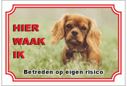 King charles charles spaniel