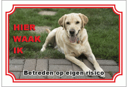 Labrador retriever