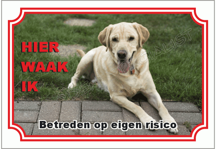 Labrador retriever