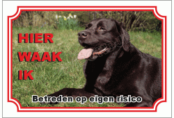 Labrador retriever