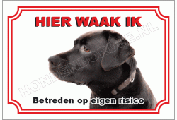 Labrador retriever