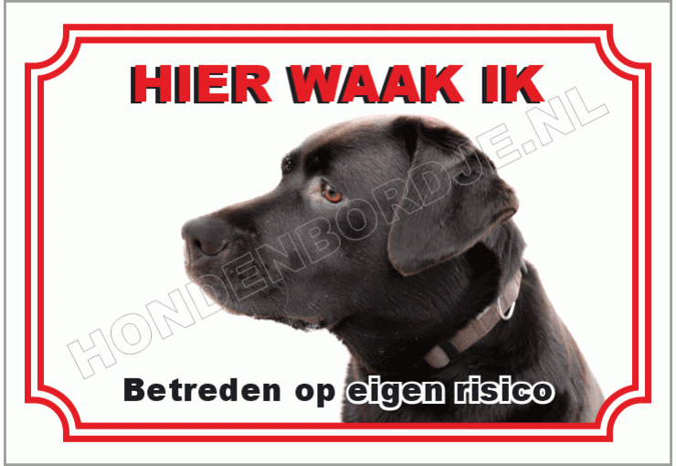 Labrador retriever
