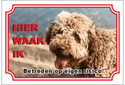 Lagotto romagnolo