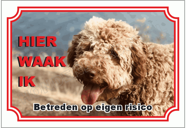 Lagotto romagnolo