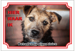 Lakeland terrier