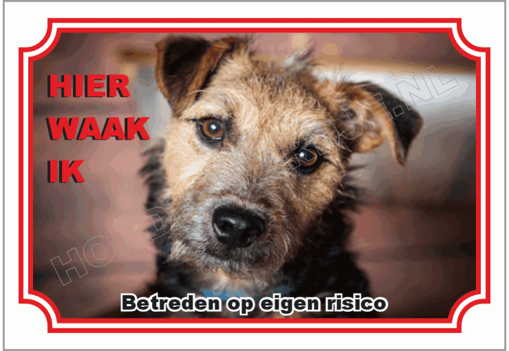 Lakeland terrier