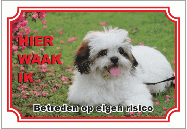 Lhasa apso