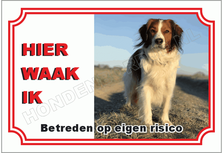 Nederlandse kooikerhondje