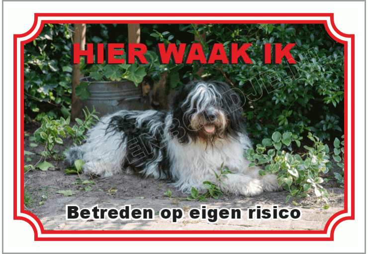 Nederlandse schapendoes