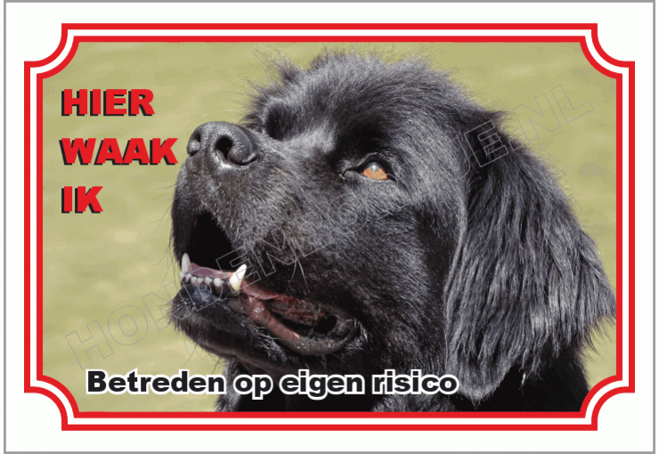 Newfoundlander