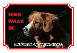 Nova scotia duck tolling retriever