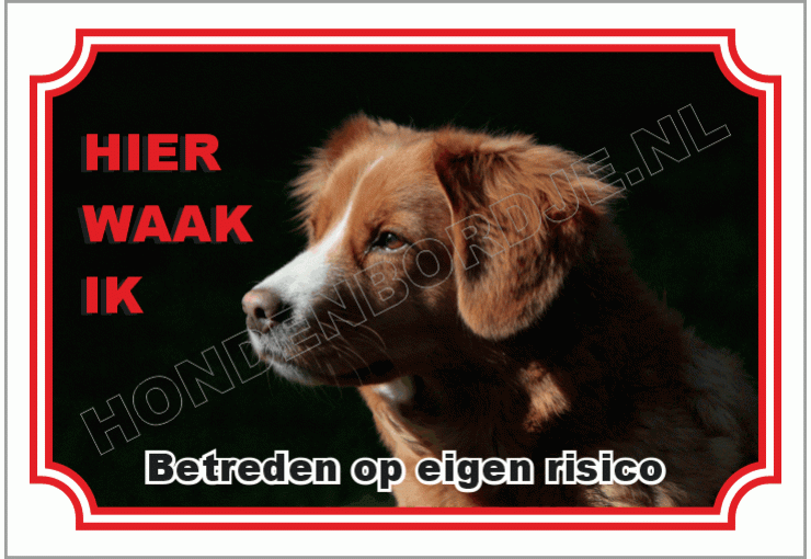 Nova scotia duck tolling retriever