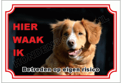 Nova scotia duck tolling retriever
