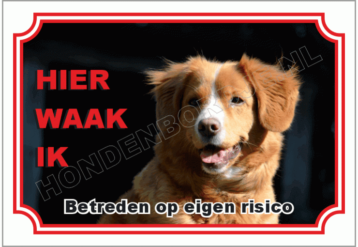Nova scotia duck tolling retriever