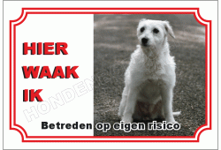Parson russell terrier