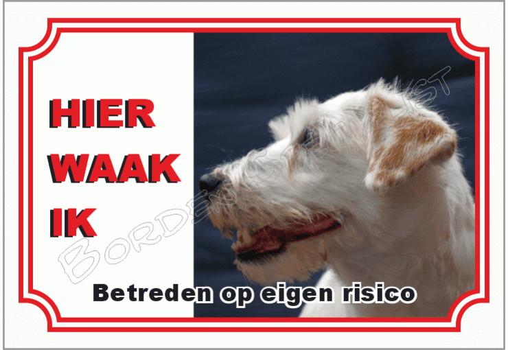 Parson russell terrier