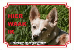 Podenco canario