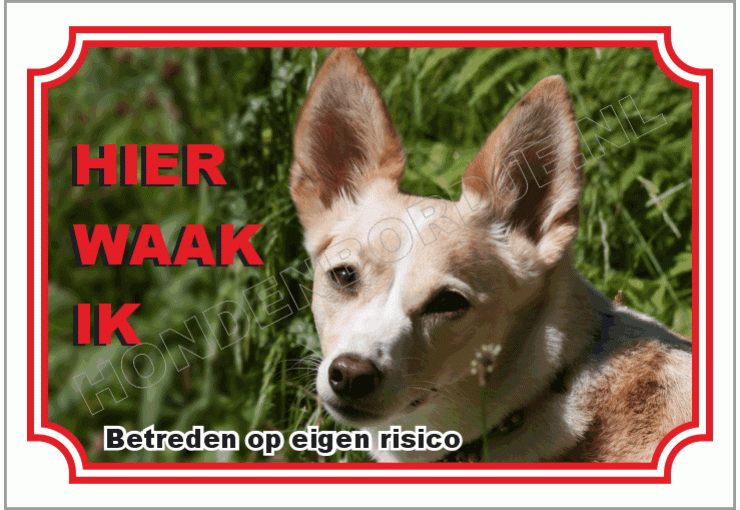 Podenco canario